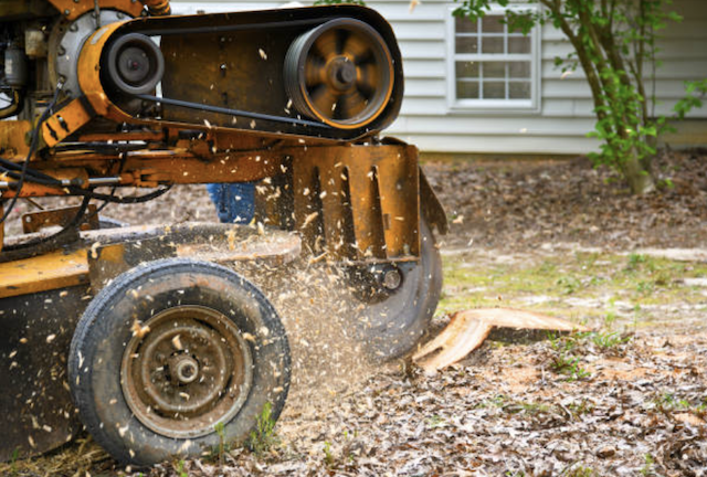 stump removal in Ophir