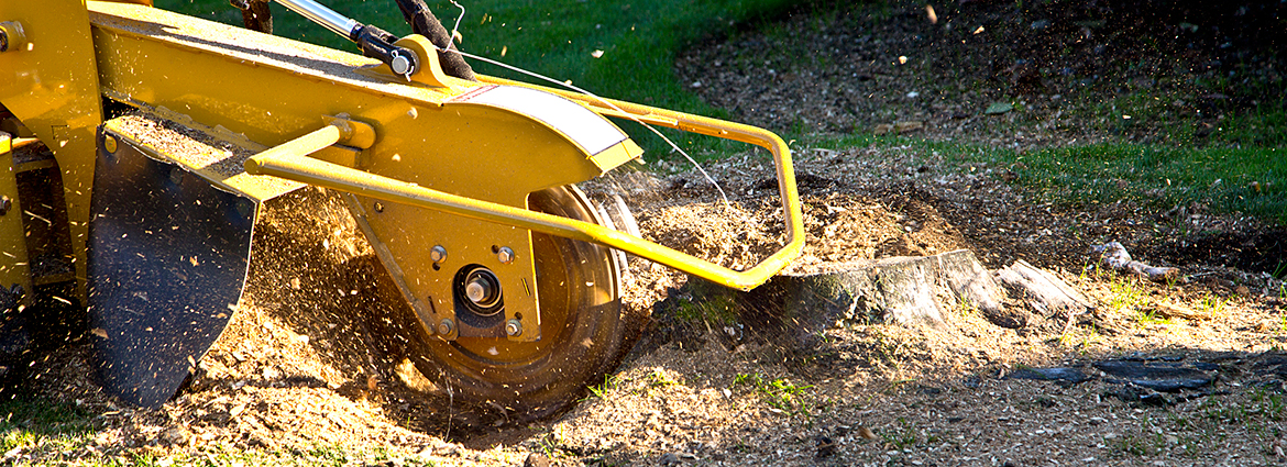 UT Stump Removal